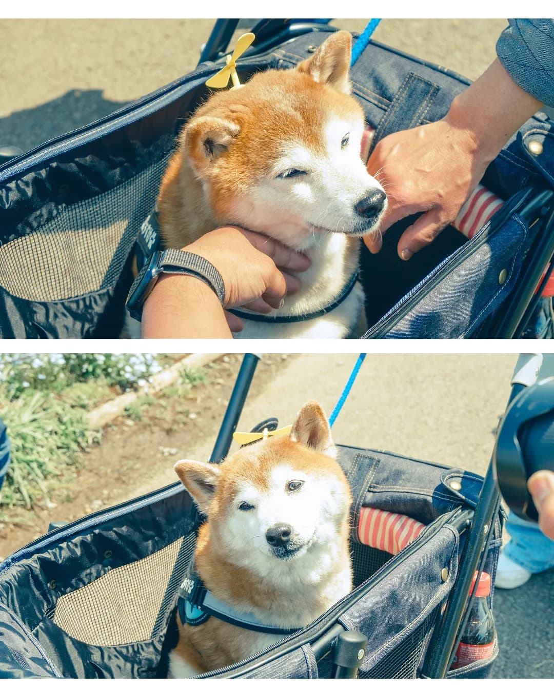 Park Regular