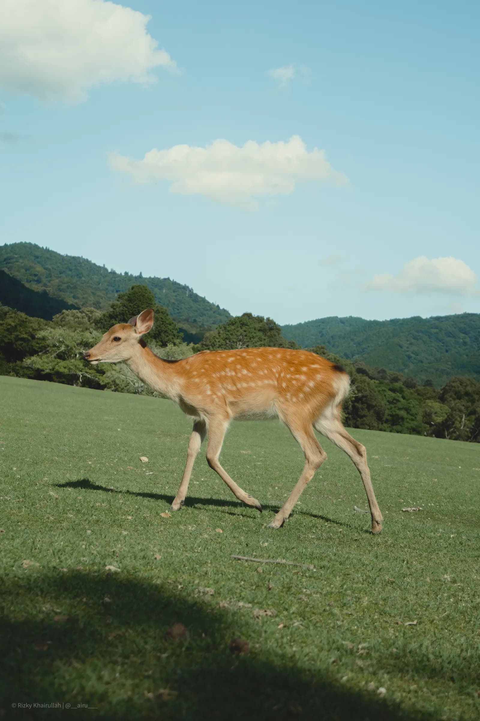 Running Dear
