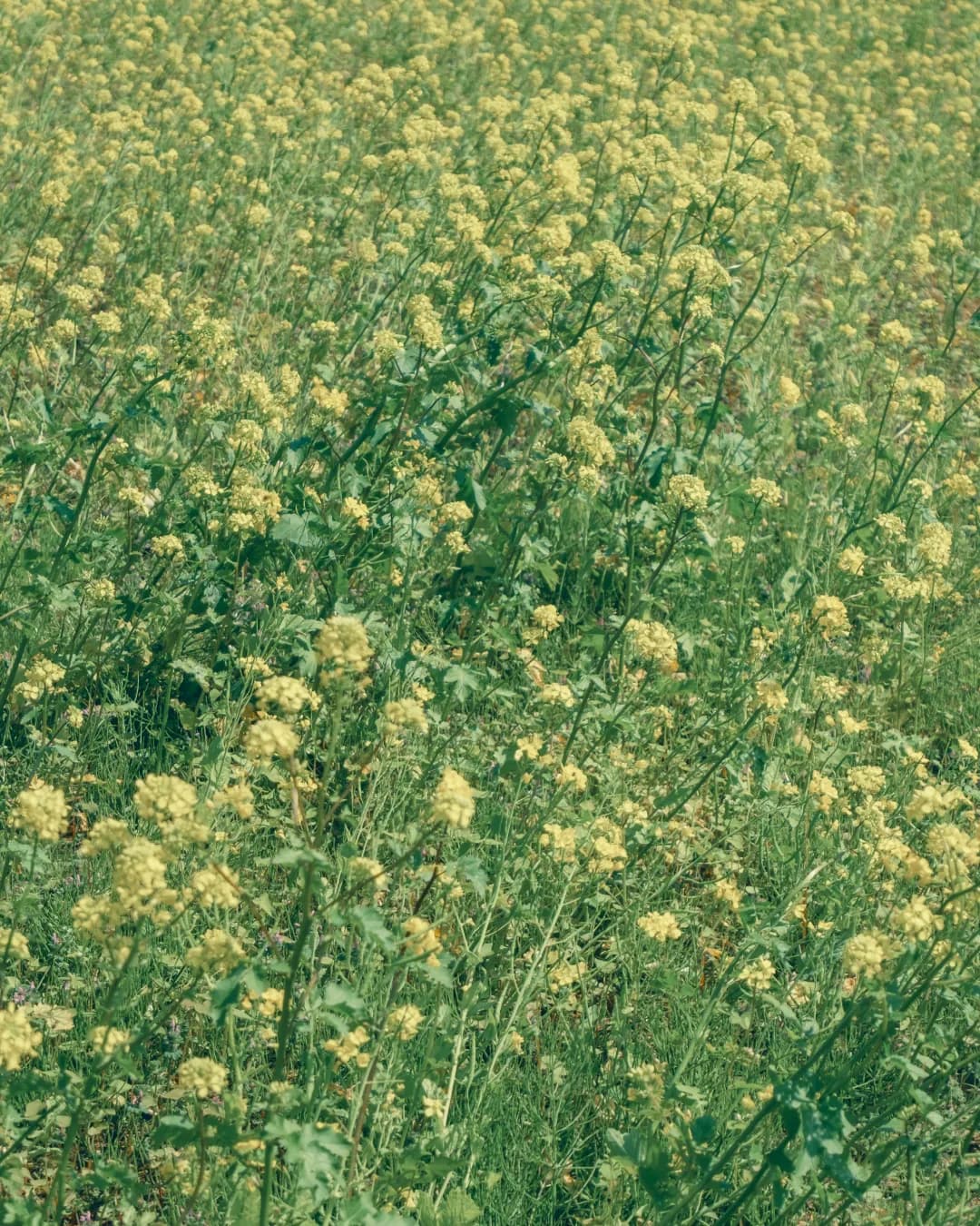 Fields of Yellow