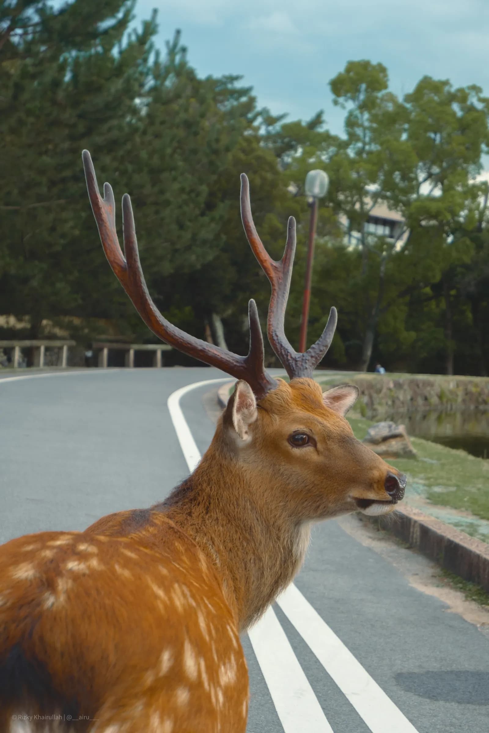 Deer at Road